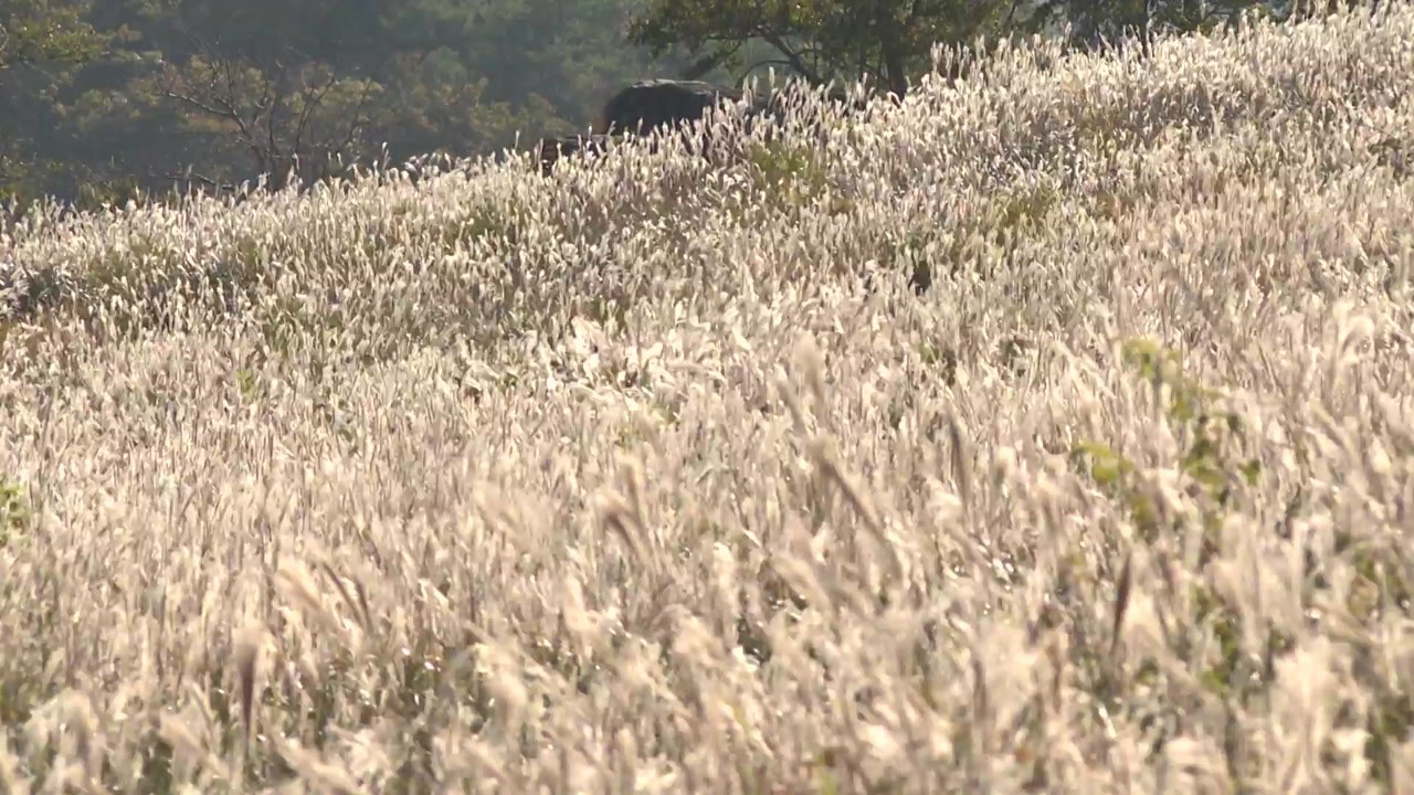 깊어가는 가을 정취 더해주는 '사자평 억새 평원' / YTN