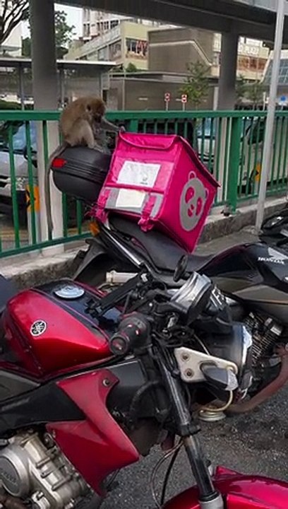 Mischievous Monkey Messes With Motorcyclists