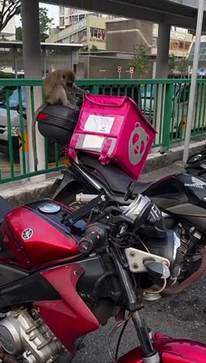 Mischievous Monkey Messes With Motorcyclists