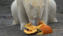 Zoo animals surprised with spooky Halloween treats
