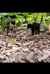 Watch what this snake did in front of the cats