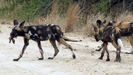 African Wild Dogs Play With Baby Impala Head