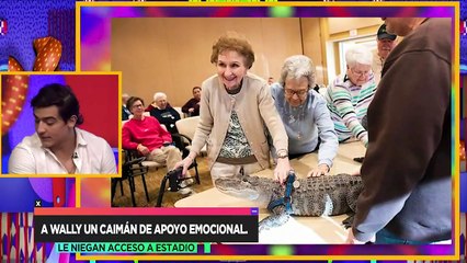 Niegan la entrada al estadio a este caimán de mascota