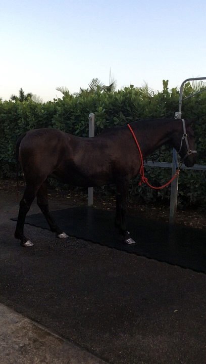 Día III Andalusian mare a Vet 2020