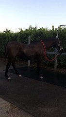 Día III Andalusian mare a Vet 2020