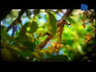 Panama | show | 2006| S1 | Official Clip