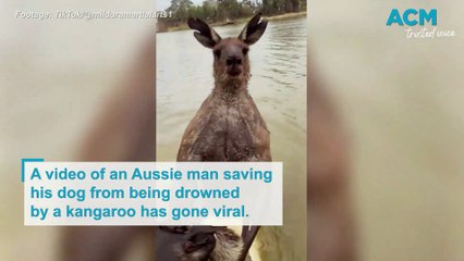Aussie man saves dog from being drowned by kangaroo