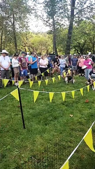 Basset Hound Races