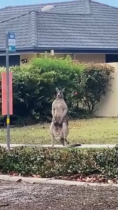 Kangaroo Waits For The Kangaroo Bus