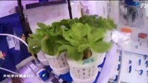Chinese Taikonauts Harvesting Space Vegetables Aboard Tiangong Space Station