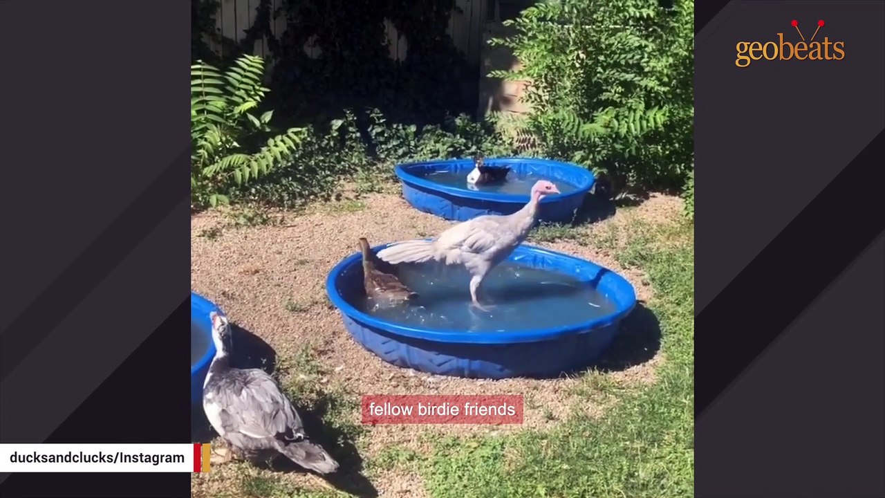 Woman falls in love with neighbor's dinner turkey video Dailymotion