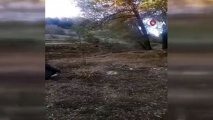 Il a nourri le renard avec ses mains, ces moments ont été filmés