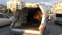Il est devenu le centre d'attention dans la circulation lorsqu'il a transporté son taureau avec son véhicule hors de l'épave.