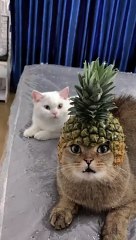Try not to Laugh with these funny cats