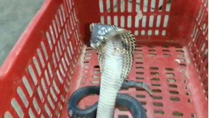 कोटा: मंडी के अंदर अचानक घुस आया कोबरा प्रजाति का सांप लोगों में मच गई भगदड़