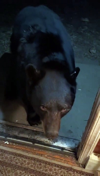 A Bear-y Good Boy Returns