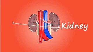 Human body kidney system