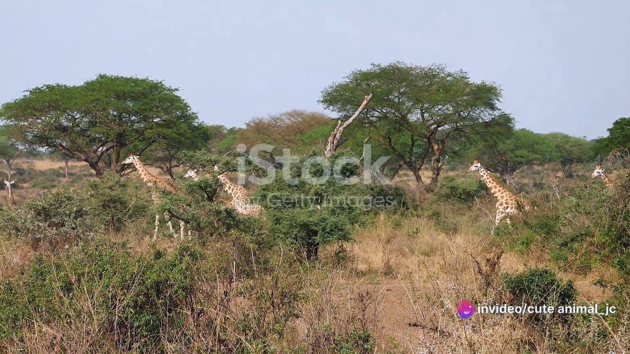Safari Hotspots: Where to See African Wildlife