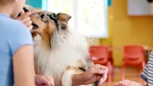 The Healing Power of Dog Therapy: Real-Life Stories