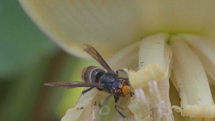 Avec le réchauffement climatique, les insectes font de la résistance