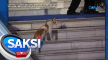 Pusang tambay sa simbahan, nagbigay-good vibes sa netizens | Saksi