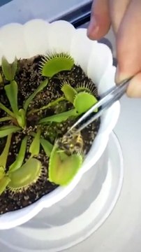 Nourrir une plante carnivore... raté