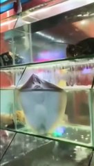 Regardez qui a mis de l'eau partout... une raie