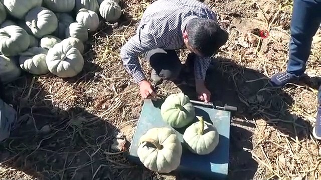 La récolte de citrouilles biologiques a commencé à Bayburt
