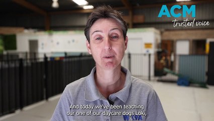 Wollongong K9 Academy | October 5, 2023 | Illawarra Mercury