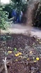 Ali Ekber Yıldırım: Üretici limonu kökünden kesiyor