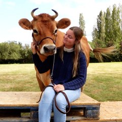 Élodie dresse sa vache Tagada comme "un gros poney"