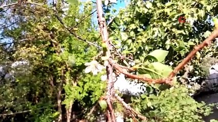 Erik mevsimleri şaşırdı, aynı yılda ikinci ürünü veriyor