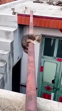 Cat Struggling Seen #Shorts /بلی کی گلی کراس کرنے کی کوشش