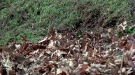 Presuda (1977) Domaci film