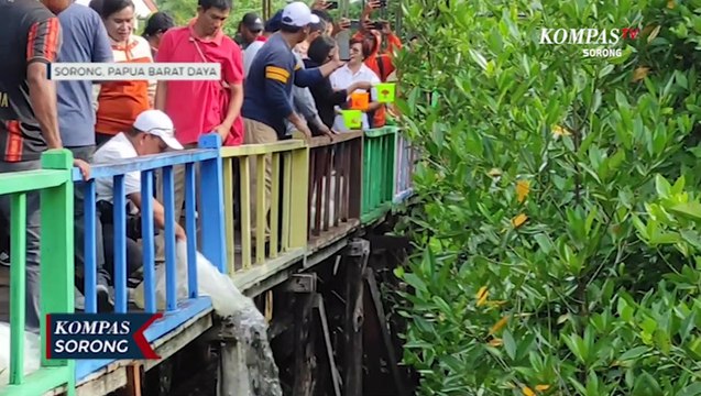 Lestarikan Hutan Mangrove Pemprov Papua Barat Daya Tebar Seribu Bibit Ikan Nila