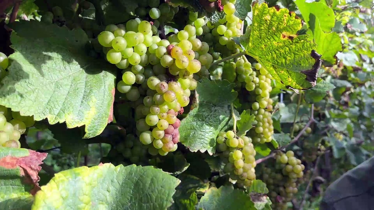 Vin et bunker