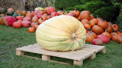 Gazeta Lubuska. Rokitno. Pole dyniowe