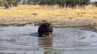 Angry Hippo Attacks Wildlife Photographers On Safari | Wild-ish TV