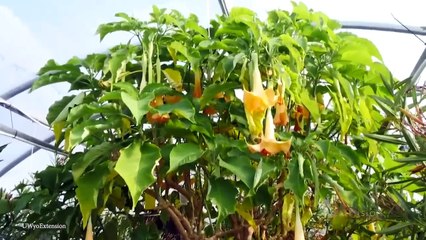 15 STRANGE Types of Plants