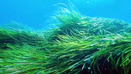 TOP 15 Strangest Things Washed Up on Beaches!