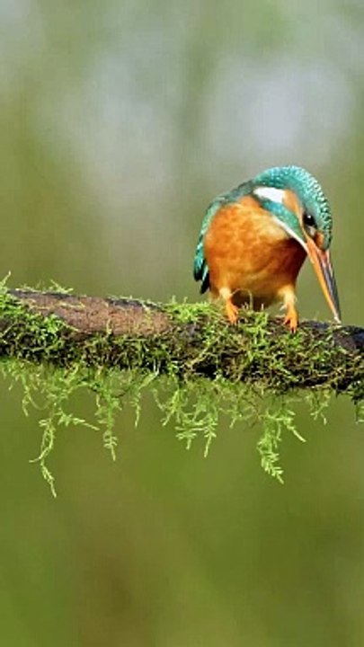 Hunting Kingfisher