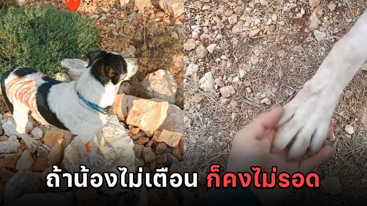 แรงงานไทยในอิสราเอล เผยรอดตายเพราะเพื่อน 4 ขา เ...