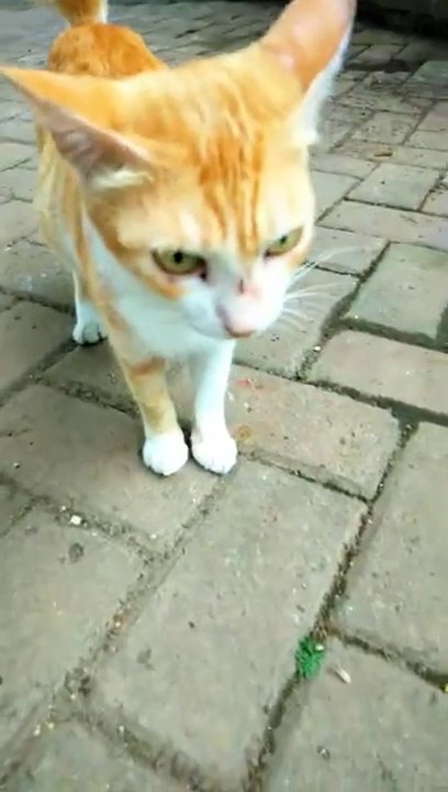 CATS WITH SECURITY