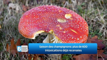 Saison des champignons: plus de 600 intoxications déjà recensées