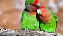 Singing Inseparable in Love - Canto Inseparabili in Amore