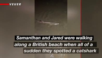 Shocked Siblings Discover Shark on Shore of UK Beach