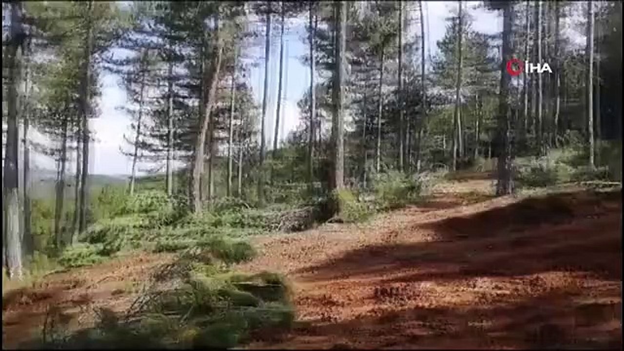 Un vieil homme a disparu alors qu'il allait cueillir des champignons à Kütahya