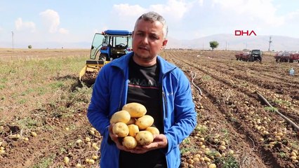 Sandıklı'da Patates Hasadı Tamamlanıyor