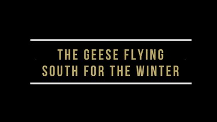 Geese Flying South For The Winter.