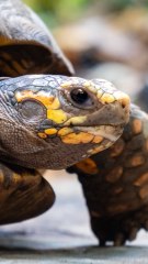 CAM - Que mange une tortue ?